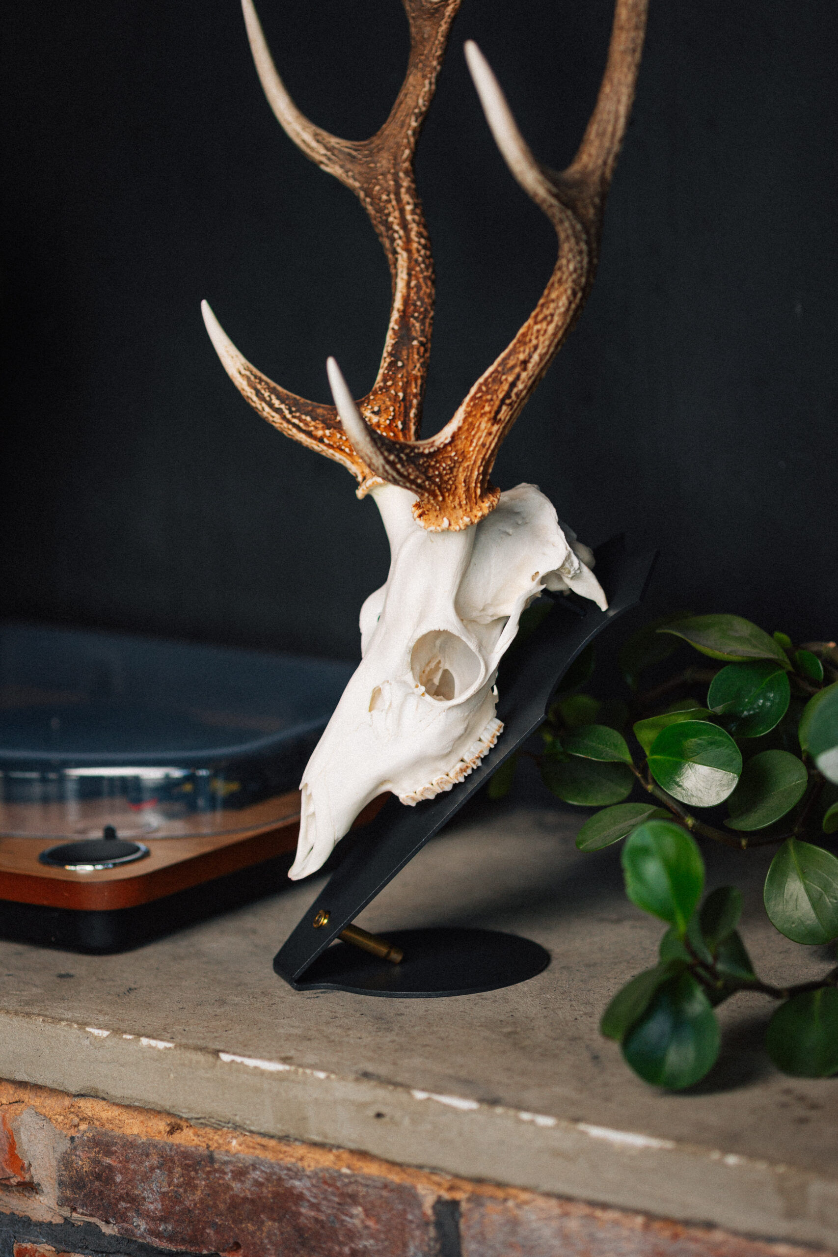 Podložka pro trofej – Jelen sika s nábojnicí - Obrázek 2