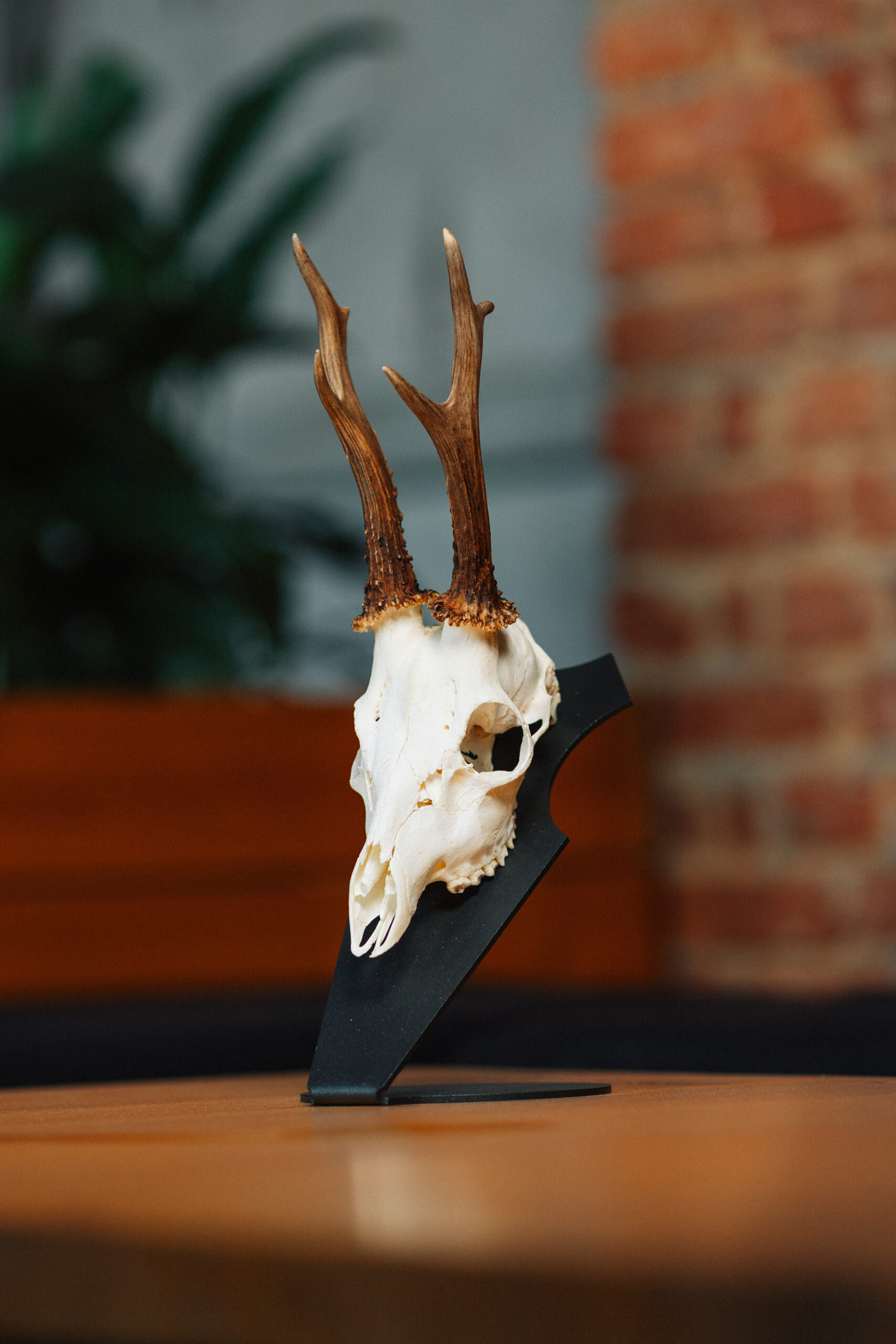 Podložka pro trofej – Srnec - Obrázek 3