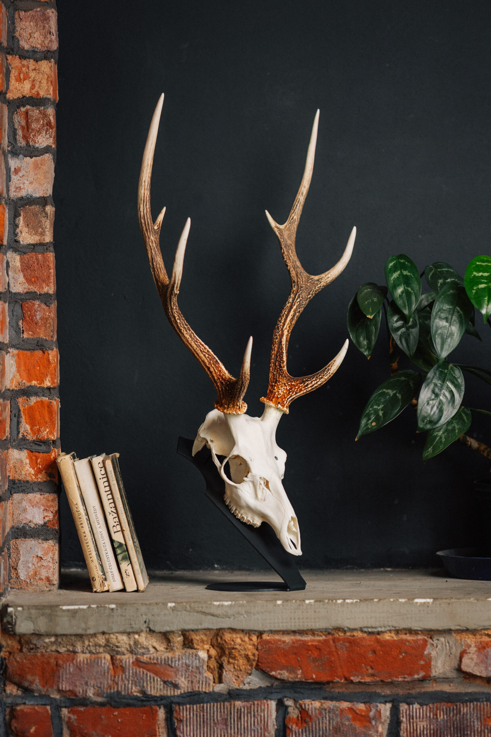 Podložka pro trofej – Jelen sika - Obrázek 3