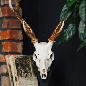 Podložka pro trofej – Jelen sika