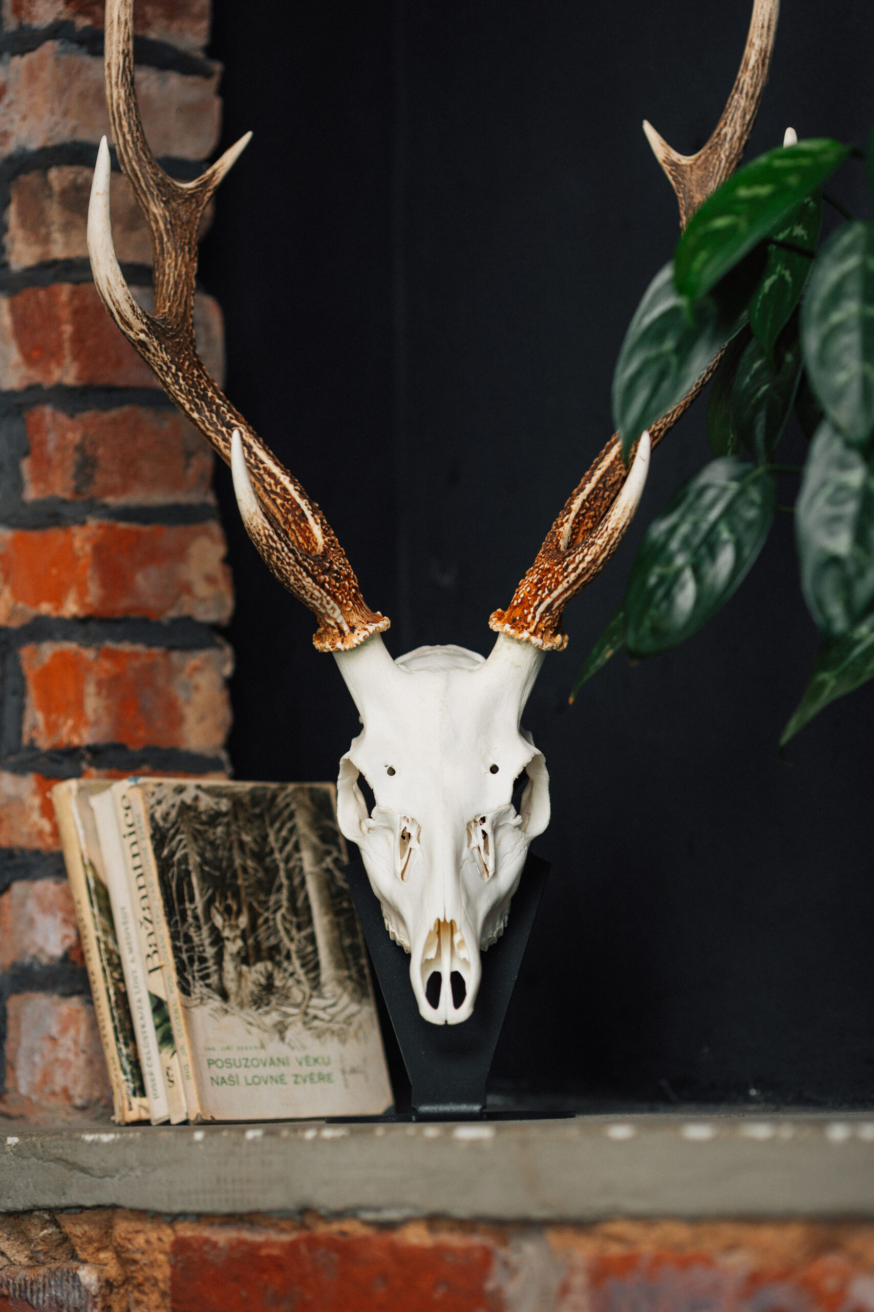 Podložka pro trofej – Jelen sika