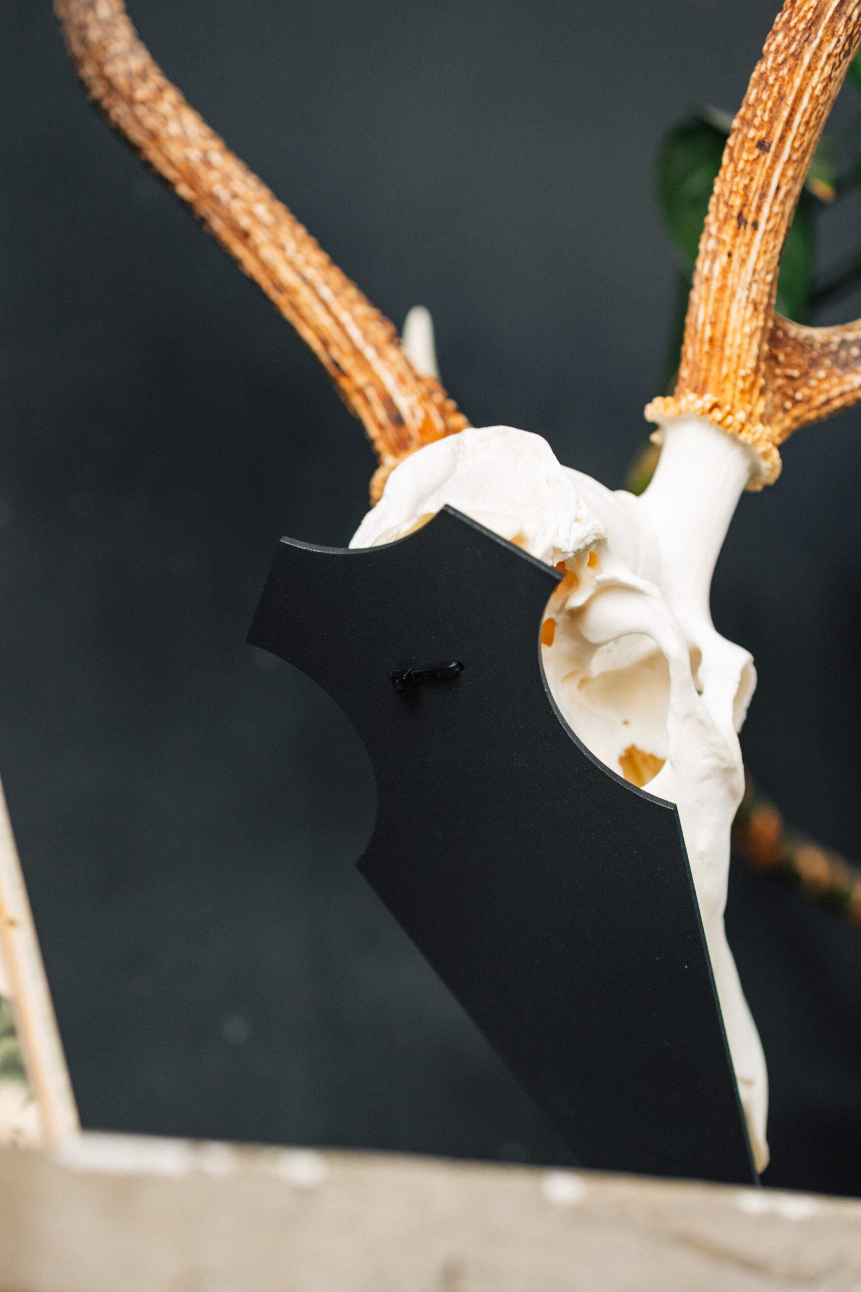 Podložka pro trofej – Jelen sika s nábojnicí - Obrázek 5