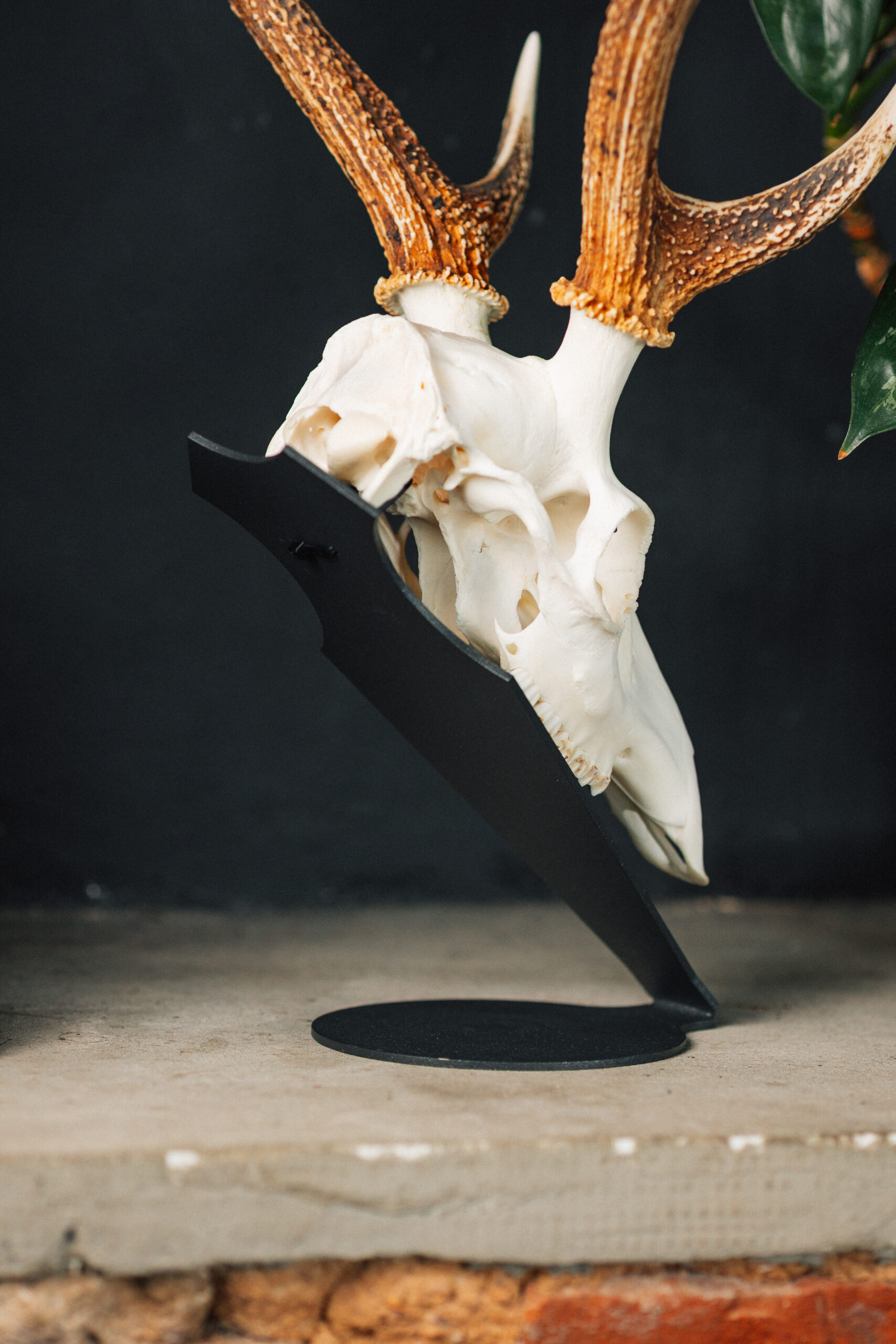 Podložka pro trofej – Jelen sika - Obrázek 2