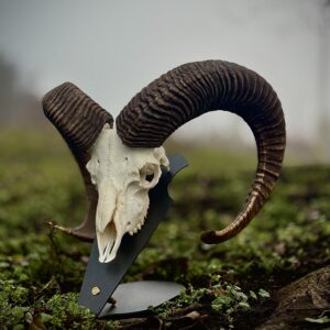 Podložka pro trofej - Muflon / Daněk s nábojnicí