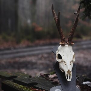 Podložka pro trofej – Srnec