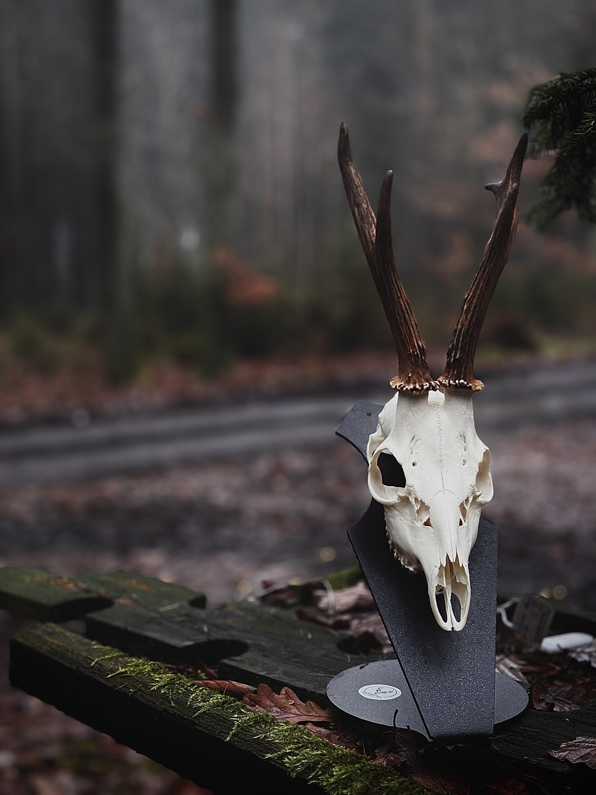 Podložka pro trofej – Srnec